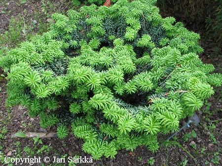 Abies balsamea 'Nana'